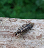 ladder-marked longhorn beetle