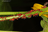 large daisy aphid (Uroleucon sp.)