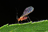 large daisy aphid (Uroleucon sp.)