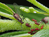large daisy aphid (Uroleucon sp.)