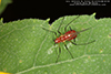 large daisy aphid (Uroleucon sp.)