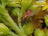 large daisy aphid (Uroleucon sp.)