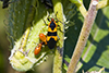 large milkweed bug