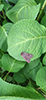 large yellow underwing