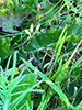 leaf-footed bug (Acanthocephala terminalis)