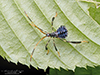leaf-footed bug (Acanthocephala terminalis)