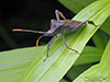leaf-footed bug (Acanthocephala terminalis)