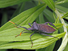 leaf-footed bug (Acanthocephala terminalis)