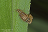 leaf beetle (Ophraella conferta)
