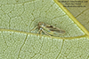 leafhopper (Agalliopsis ancistra)
