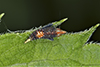leafhopper (Scaphytopius sp.)
