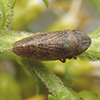 leafhopper (Aphrodes sp.)