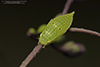 leafhopper (Gyponana subgenus Gyponana)