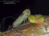 leafhopper (Macropsis osborni)