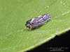 leafhopper (Oncopsis sp.)