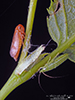 leafhopper (Oncopsis sobria)