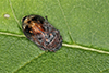 leafhopper (Penthimia americana)