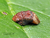 leafhopper (Penthimia americana)
