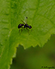 lesser dung fly (Family Sphaeroceridae)
