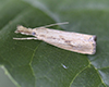 lesser vagabond sod webworm moth