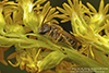 ligated furrow bee
