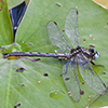 lilypad clubtail