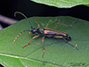 lined longhorn beetle