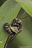long-horned bee (Melissodes sp.)