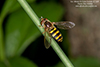 long-tailed aphideater complex