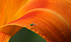 longlegged fly (Condylostylus sp.)