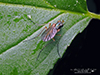 longlegged fly (Dolichopus sp.) longlegged fly (Dolichopus sp.)