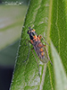 longlegged fly (Dolichopus sp.) longlegged fly (Dolichopus sp.)