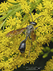 Mexican grass-carrying wasp