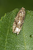 maple twig borer moth