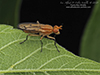 marsh fly (Tetanocera plebeja)