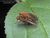 marsh fly (Tetanocera plebeja)