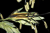 meadow plant bug