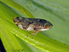 meadow spittlebug