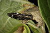 metallic wood-boring beetle (Agrilus obsoletoguttatus)
