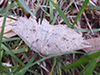 metarranthis moth (Metarranthis spp.)