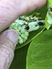 milkweed stem weevil