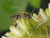 mining bee (Andrena sp.)