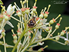 mining bee (Andrena sp.)