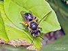 mining bee (Andrena sp.)