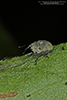 minute seed weevil (Homorosoma sulcipenne)