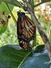 monarch