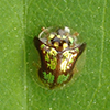 mottled tortoise beetle