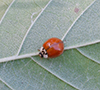 multicolored Asian lady beetle