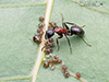 New York carpenter ant
