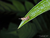 North American spur-throated grasshopper (Melanoplus sp.)
